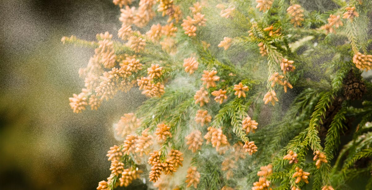 Mountain cedar tree releasing pollen in Austin's fall season.