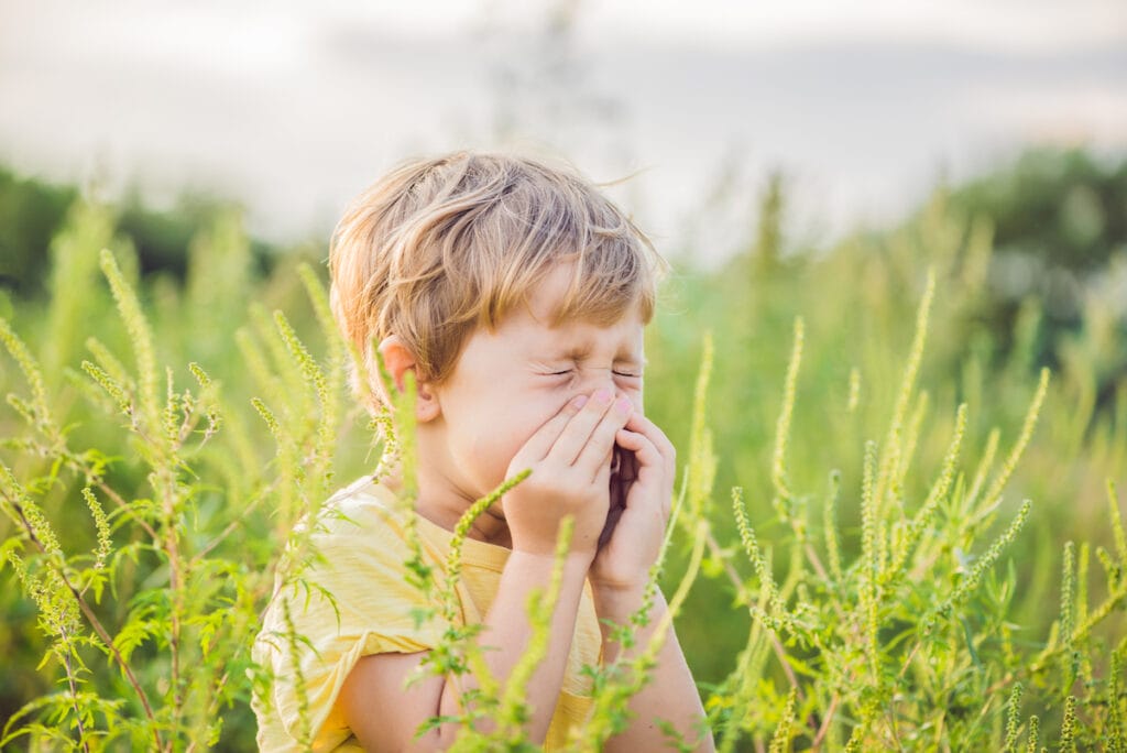 Ragweed plants in Austin causing fall allergies.