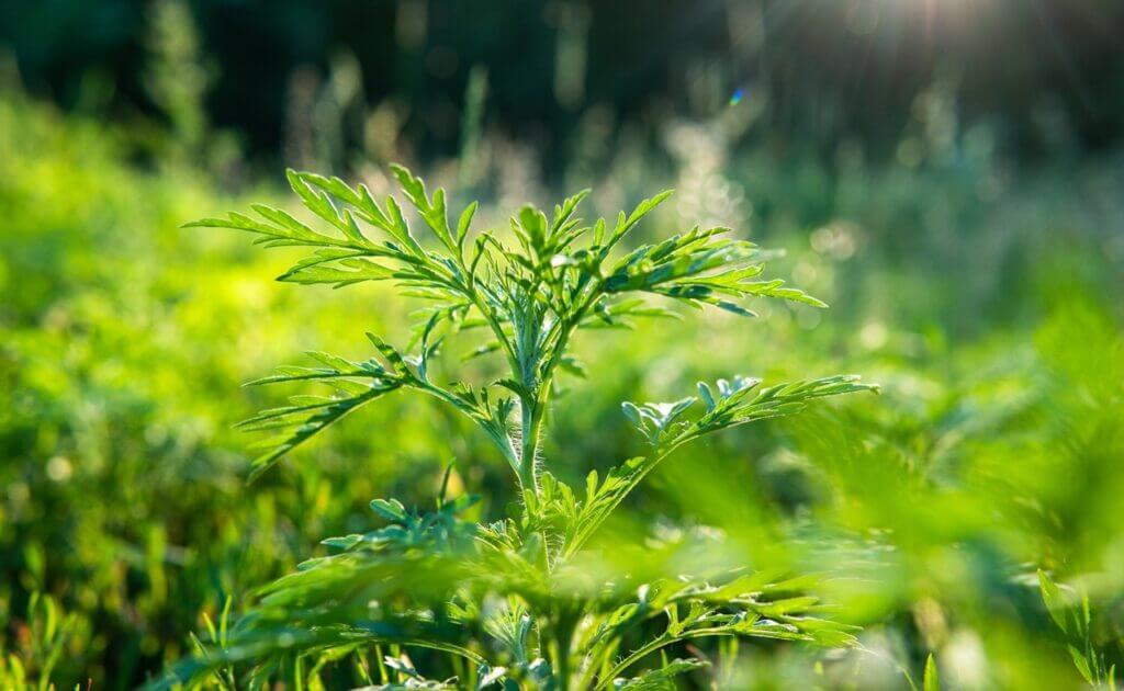 Ragweed plant in sunlight causing seasonal allergies